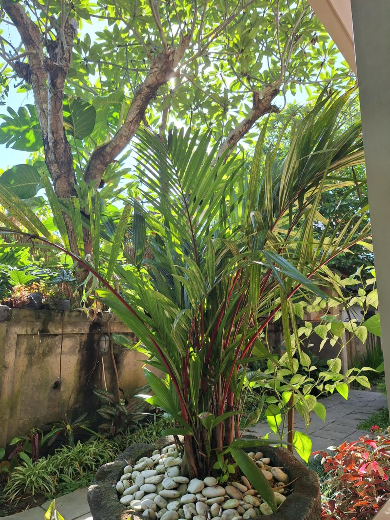 Kasapa Inn Ubud Eksteriør billede