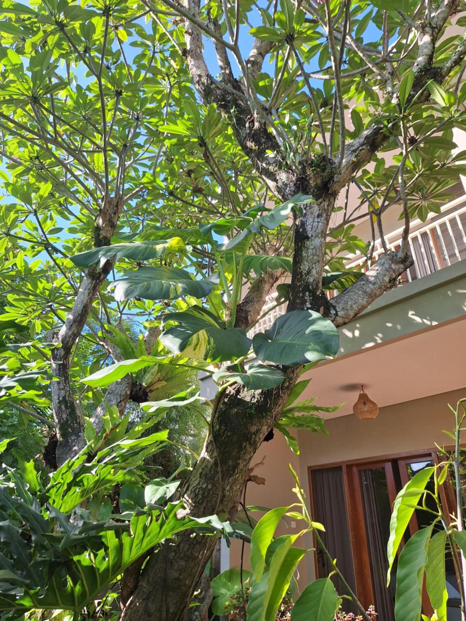 Kasapa Inn Ubud Eksteriør billede